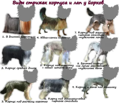 Как подобрать стрижку своему Йорку | Beauty Dog