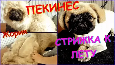 Стрижка собак | Москва: Фили - Шелепиха | Зоосалон у Мишки