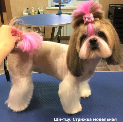 Стрижка ши-тцу в Киеве, прически для собак ши тцу, фото стрижки, груминг в  салоне