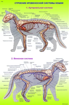 Анатомия кота иллюстрация вектора. иллюстрации насчитывающей наука -  124796568