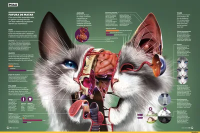 Особенности анатомии скелета кошки | ВКонтакте
