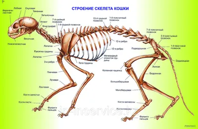 Анатомия кота - внутренняя анатомия кота Иллюстрация штока - иллюстрации  насчитывающей хребтово, наука: 53354927