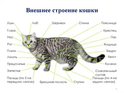 Хирургическая анатомия уха кошек и собак | Ветеринарная клиника доктора  Шубина