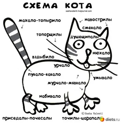 Анатомия кошки: строение скелета и черепа и проч. | ВКонтакте