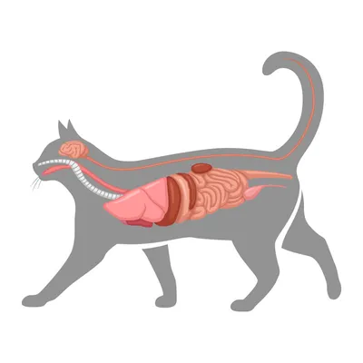 Анатомия кота , эстетично, красиво, …» — создано в Шедевруме