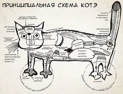 Органов кошки - картинки и фото koshka.top