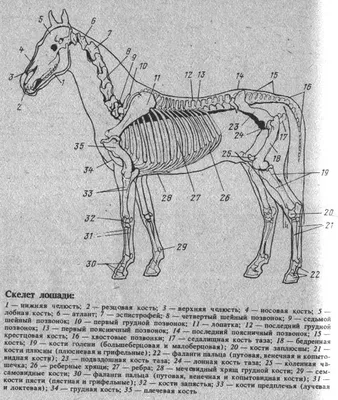 Pax Mongolica 3.0 - Анатомия лошади. Функция суставов передней конечности у  лошади... #NomadicGeography_БиднийЦөөхөнМонголчууд | Facebook