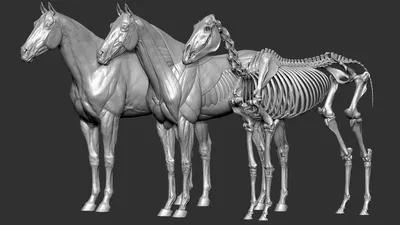 Анатомия лошади - части тела Иллюстрация штока - иллюстрации насчитывающей  млекопитающее, лошадиный: 60849570