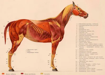 Краткий курс анатомии лошади. Часть 3: Опорно-двигательный аппарат —  скелет, мышцы, связки и сухожилия | EquiLife.ru - Первый Конный журнал  online