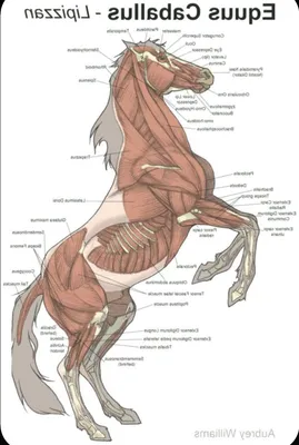 Анатомия лошади - мышцы иллюстрация штока. иллюстрации насчитывающей мышцы  - 60849611