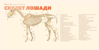 Анатомия лошади | Скульптурное моделирование