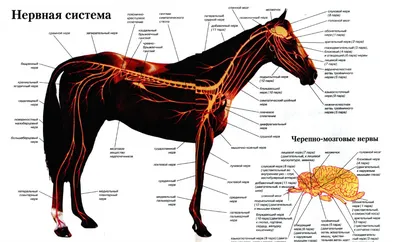 Raiter :: Просмотр темы - Анатомия лошади