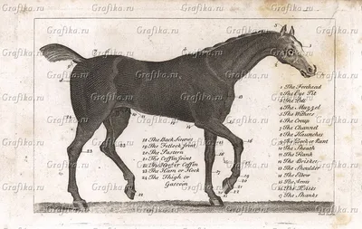 Анатомия лошади - внутренняя анатомия лошади Иллюстрация штока -  иллюстрации насчитывающей ангстрома, ноготь: 55577536