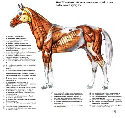 Horse anatomy | Horse anatomy, Life drawing, Horse drawings