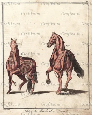 Анатомия Лошади — стоковые фотографии и другие картинки Лошадь - Лошадь,  Скелет животного, Скелет человека - iStock