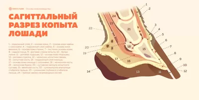 Топографическая анатомия лошади, Гуди П. К. | Коневодство и конный спорт |  Сибирская подкова