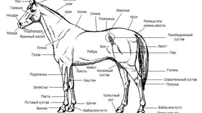Модель лошади, Анатомия лошади, акупунктурная точка, модель животного,  модель лошади, анатомическая форма | AliExpress