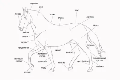 Vigot Анатомия лошади и книга о производительности Серебристый|  Horse-riding Мерчандайзинг