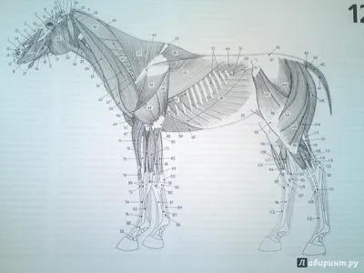 Зрение лошади — Википедия