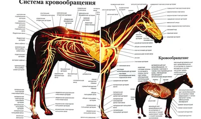 Подборка интересных и необычных фактов о лошадях