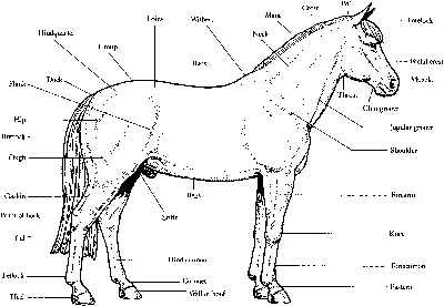 Анатомия Лошади Мышечная Система С Черным Контуром — стоковые фотографии и  другие картинки Анатомия - iStock