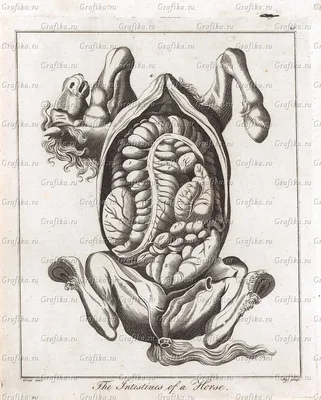 Иллюстрация 6 из 9 для Топографическая анатомия лошади - Питер Гуди |  Лабиринт - книги. Источник: matumba
