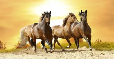 Оценка кондиции лошади | Пикабу