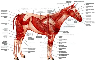 Рассматриваем анатомию лошади: подробное описание и фото | Лошади,  Анатомия, Анатомия животных