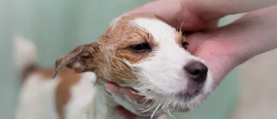 Экзема у собак: лечение в домашних условиях, чем лечить на яичках, хвосте,  лапах, чем помазать аллергическую, сухую, мокнущую и другие виды, фото