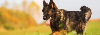 Экзема у собак: симптомы, лечение и меры профилактики | Hill's