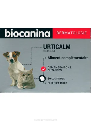 Распространённые дерматологические болезни у собак и кошек
