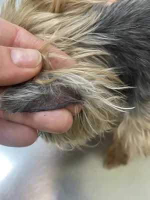 Себорея у собак: лечение, симптомы, фото себорейного дерматита