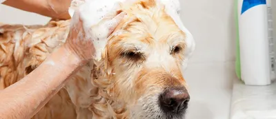 5 причин, почему у собаки шелушится кожа | Лапа помощи | Дзен