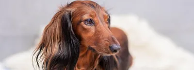 Себорея у собак: симптомы и лечение себорейного дерматита, народные  средства и препараты, фото с описанием, передается ли человеку, как лечить