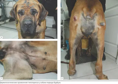 Диагностика симметричной билатеральной невоспалительной алопеции у собак /  Diagnosis symmetrical bilateral noninflammatory alopecia in dogs