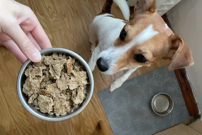 Трапеза сухой корм для собак, с ягненком и рисом - 10 кг | Купить в Москве