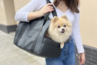 Сумка переноска для собак, Big Jungle, сумка слинг - купить с доставкой по  выгодным ценам в интернет-магазине OZON (1028250999)