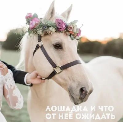Пары свадьбы на лошадях стоковое фото. изображение насчитывающей бутика -  44585322