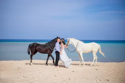 Прогулка с лошадью | Платья невесты, Свадьба, Невеста