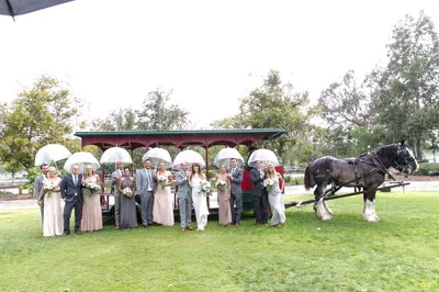 Пары свадьбы на лошадях стоковое изображение. изображение насчитывающей  одежда - 44452945