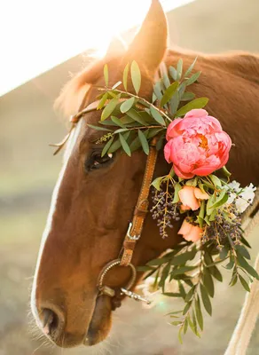 фотосессия с лошадьми, свадебная фотосессия с лошадьми, девушка на коне в  лесу, лошадь и девушка, девушка, Свадебное агентство Москва