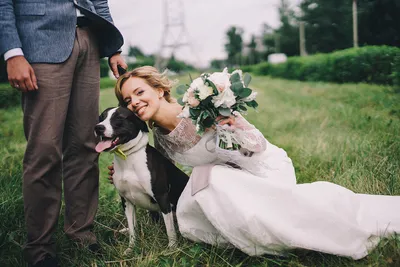 Свадебные фото с собаками 