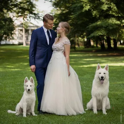 Свадебная фотография, я тоже сделаю, помолвка собака подарок, белая  фотография, смокинг для собаки свадебный наряд, наряд для собаки на свадьбу  | AliExpress