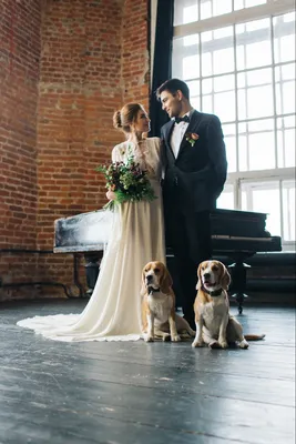 свадебная фотосессия, свадебная фотосессия в студии, свадебная фотосессия с  собакой, собака на свадьбе, свадебный - The-wedding.ru