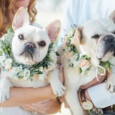 Невеста и восхитительно носить собак Wreathes из красивых цветов на  открытом воздухе Стоковое Фото - изображение насчитывающей день, снаружи:  198728518