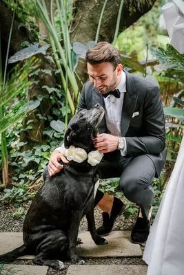Как одеть собаку на свадьбу – 30 фото для вдохновения | WedWed