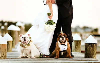 Молодожены организовали необычную свадьбу с поросятами, собаками и  курицами. Фото - МЕТА