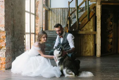 Сибирячки устроили для своих собак настоящую свадьбу - KP.RU