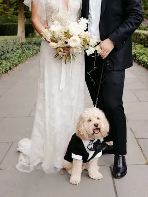 Как одеть собаку на свадьбу – 30 фото для вдохновения | WedWed