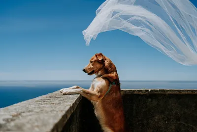 Новосибирцы показали свои необычные свадебные фото с собаками в апреле 2019  года - 18 апреля 2019 - НГС
